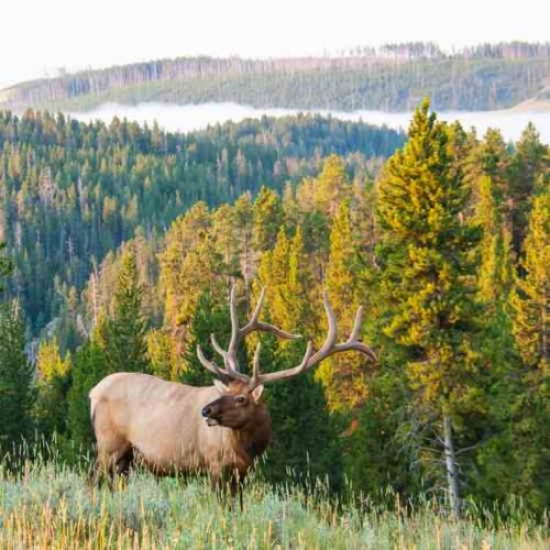 Chronic Wasting Disease in Deer and Elk